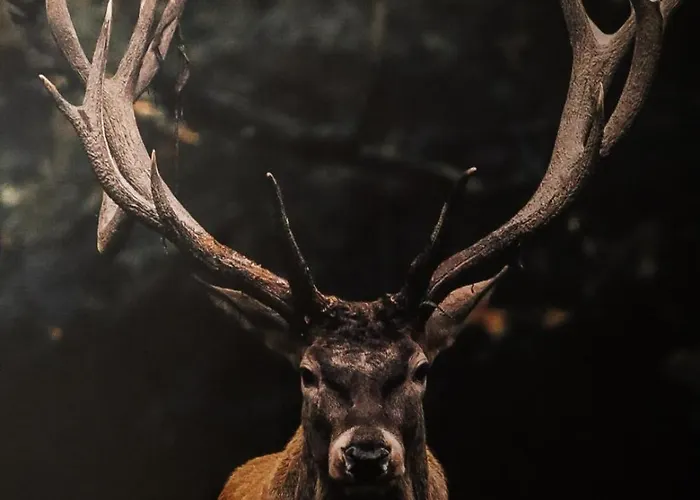 לינה וארוחת בוקר Sonnental 3*